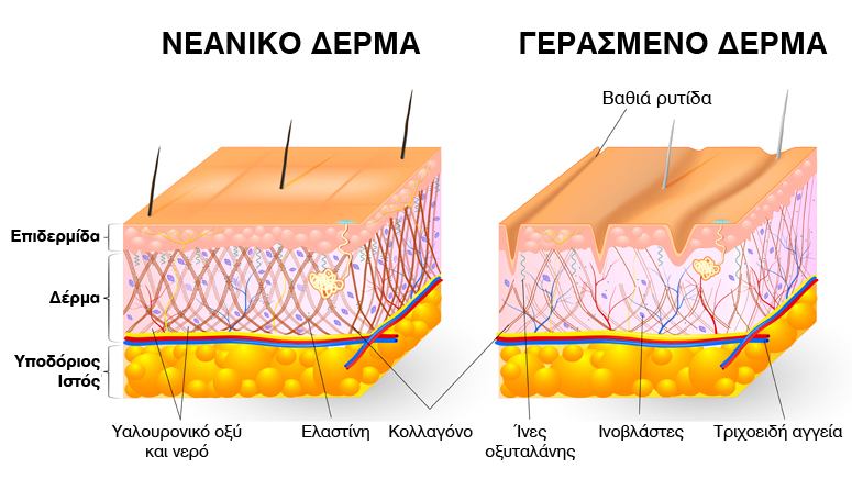 Δέρμα - Υαλουρονικό οξύ